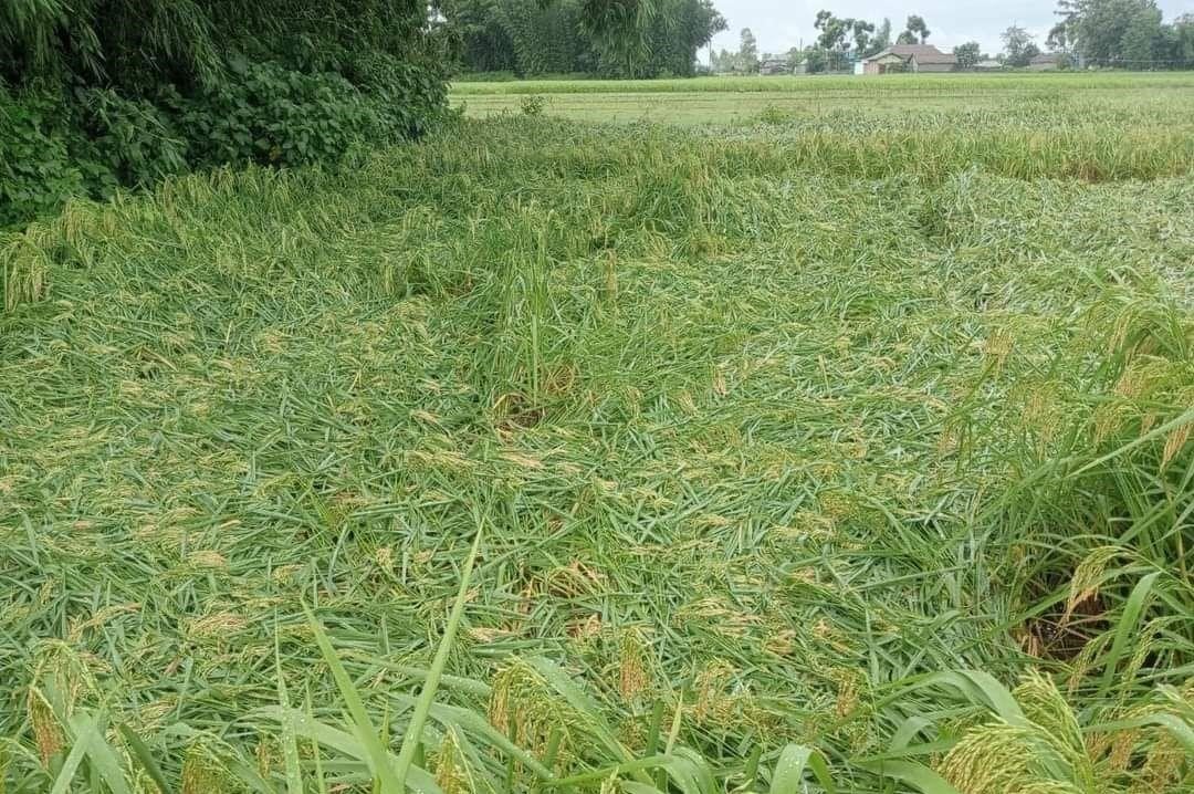 सुनसरीमा बाढीले कृषि क्षेत्रमा बढी क्षति