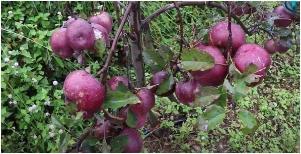 सडक अभावले गोरखामा कुहिँदै करोडौँको स्याउ, बजार ल्याइदिन सरकारसँग माग
