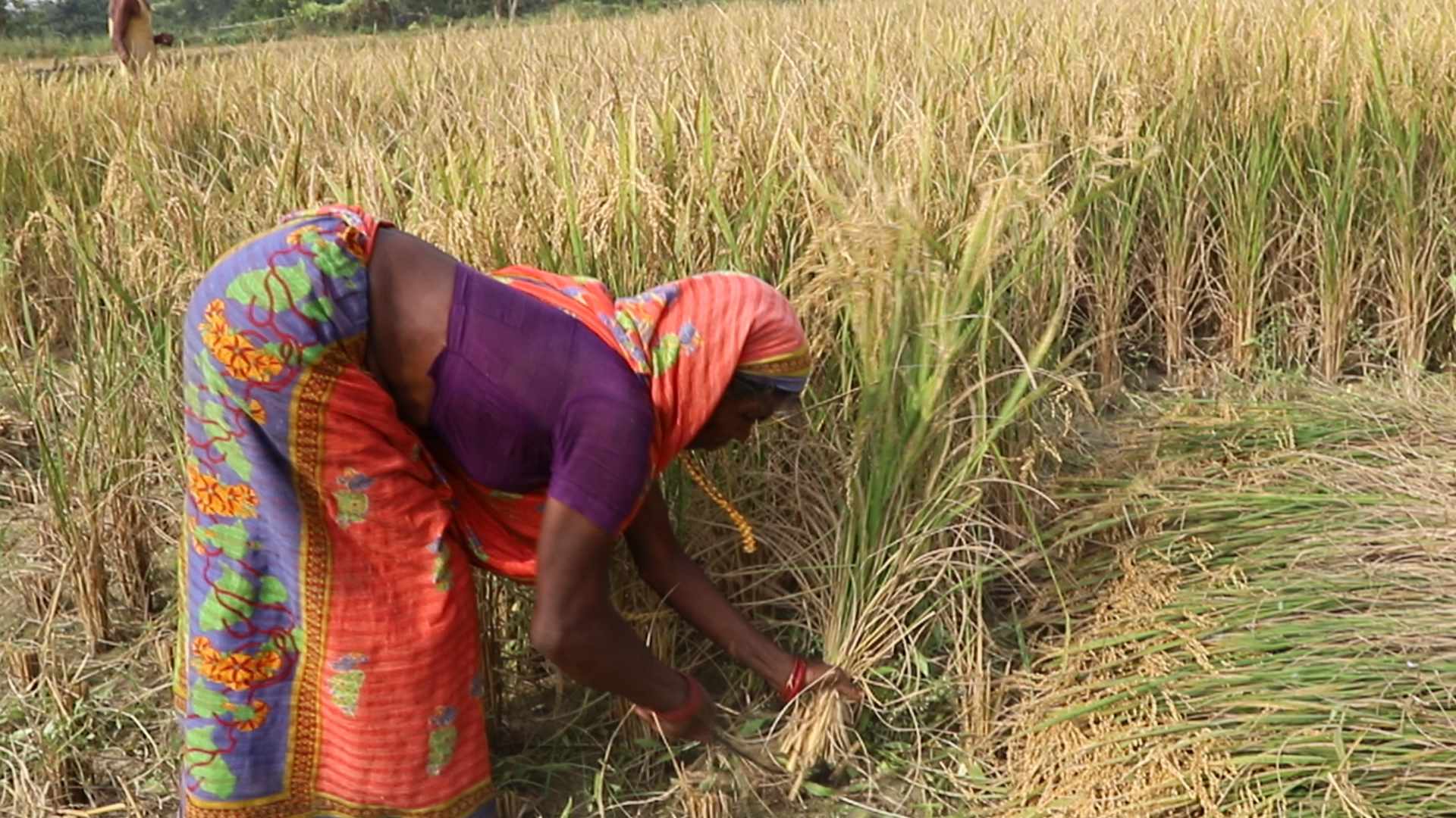 धानबाली भित्र्याउन कृषक व्यस्त