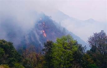 वन डढेलो : धेरै घटना तराईमा, क्षति पहाडमा