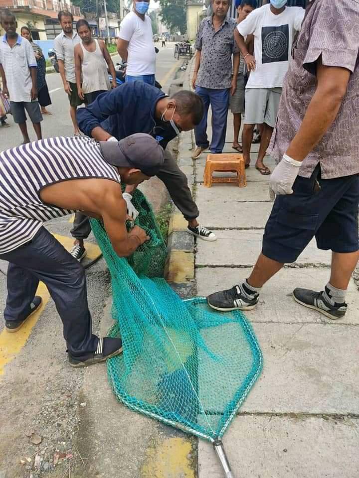 सामुदायिक कुकुरको बन्ध्याकरणमा सहाराको गम्भीर लापरबाही